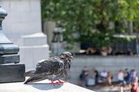 londen duif op Trafalgar Square_1